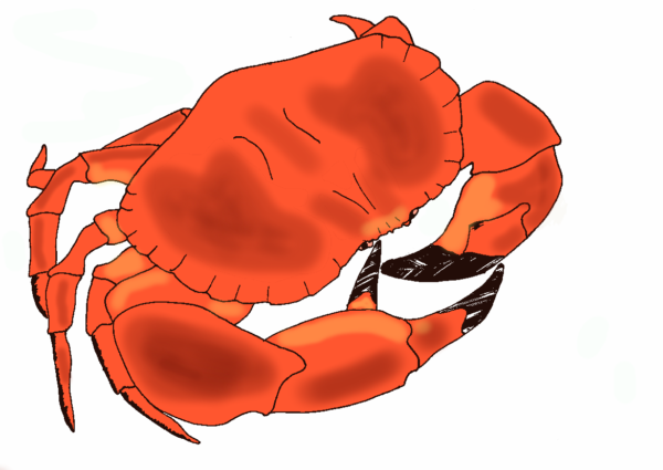 Large orange edible crab artwork from Mackerel Works